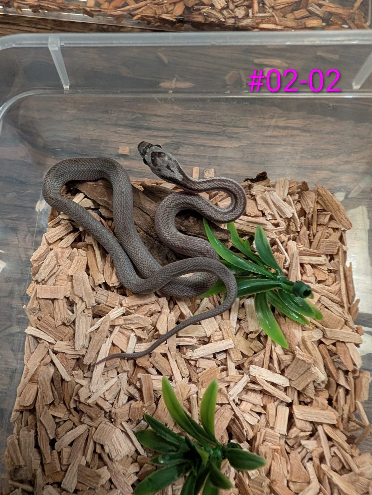 Jonge Anery / Charcoal rattenslangen Rat Snake photo 2