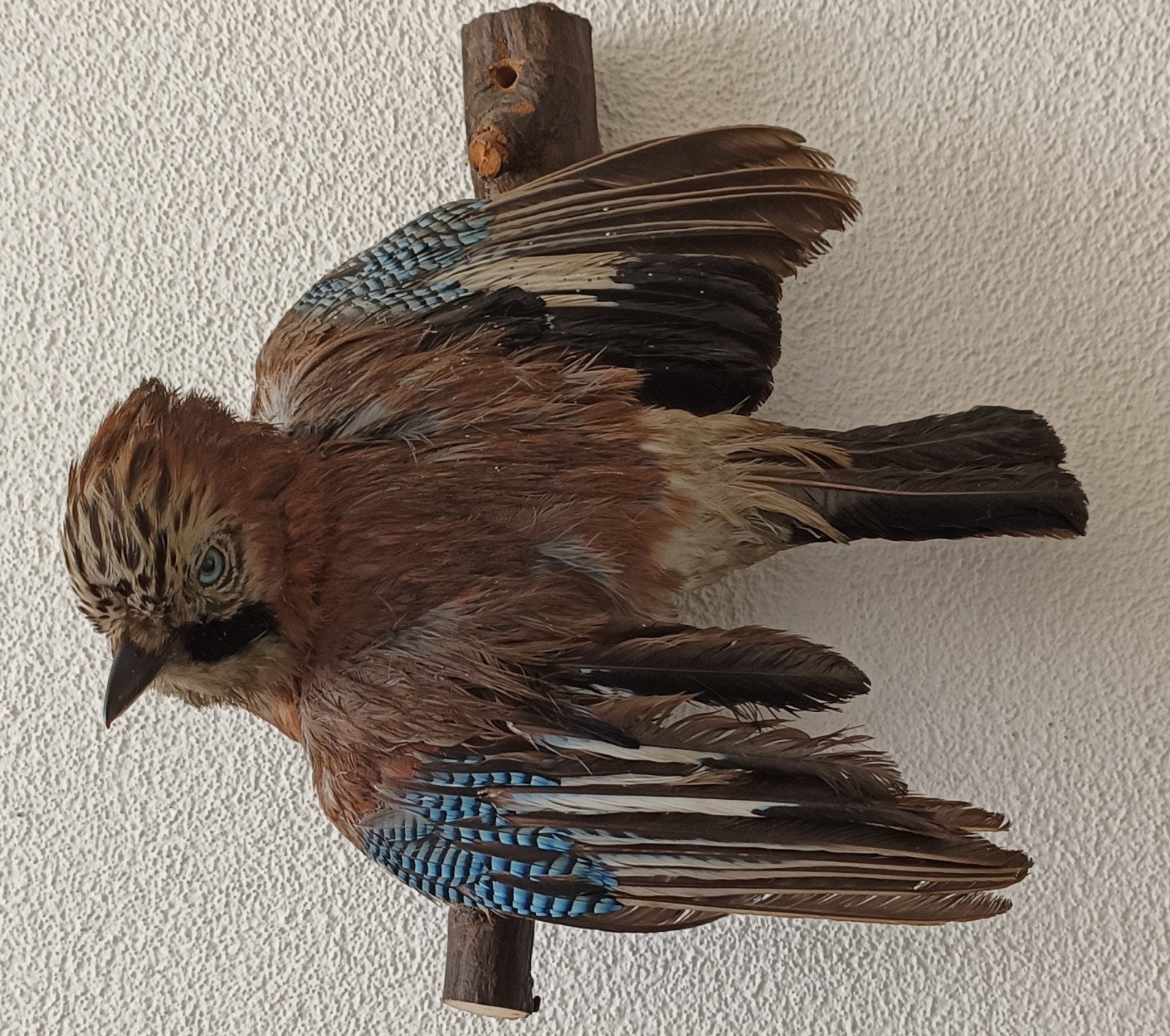 Opgezette Vlaamse Gaai - Taxidermie Vogel, Verzamelen, Ophalen of Verzenden, Gebruikt, Vogel, Opgezet dier