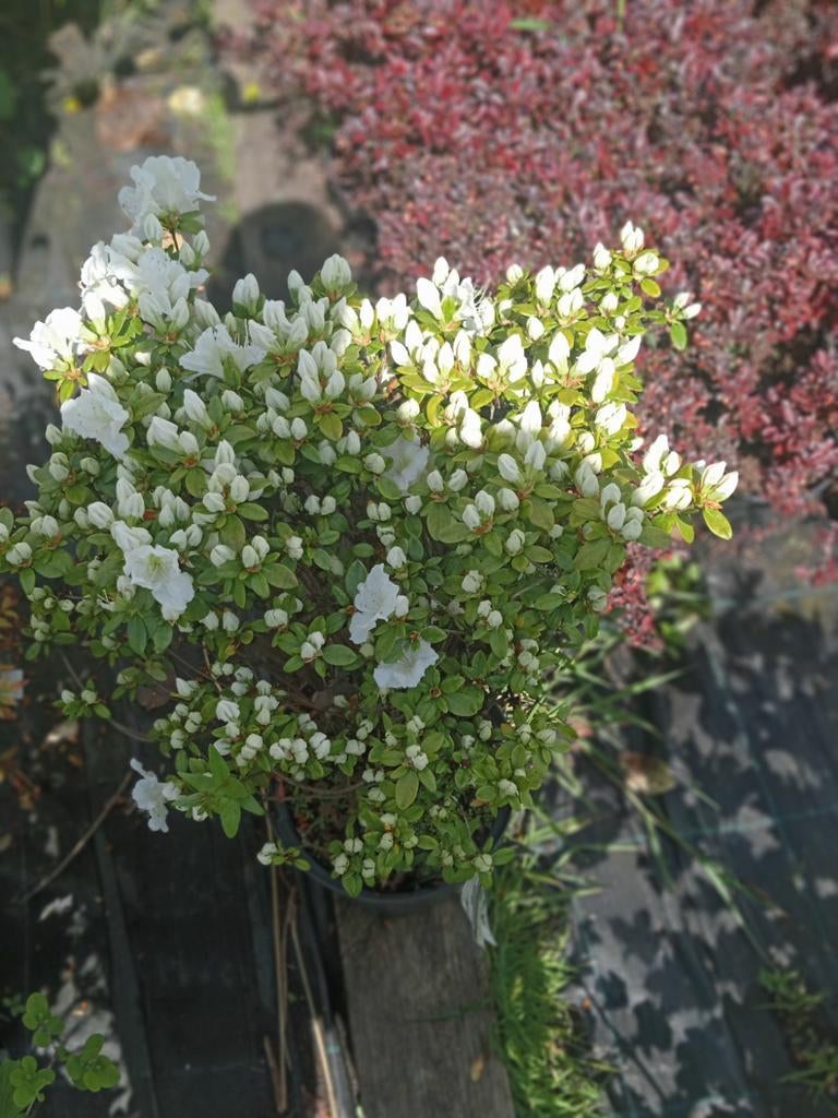 Rhododendron praecox Geisha White, Lente, Palmboom, Ophalen, Volle zon