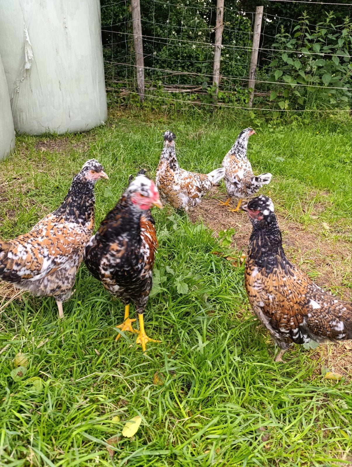Zweedse bloemkip hennen. En 1 haan, Dieren en Toebehoren, Pluimvee, Meerdere dieren, Kip