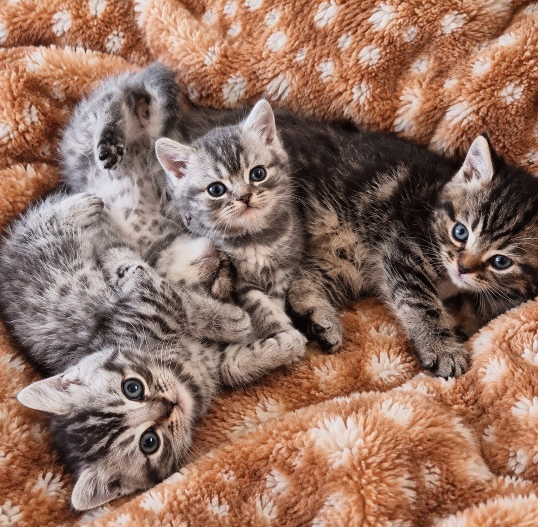Britse korthaar kittens te koop, Dieren en Toebehoren, Meerdere dieren, Gechipt