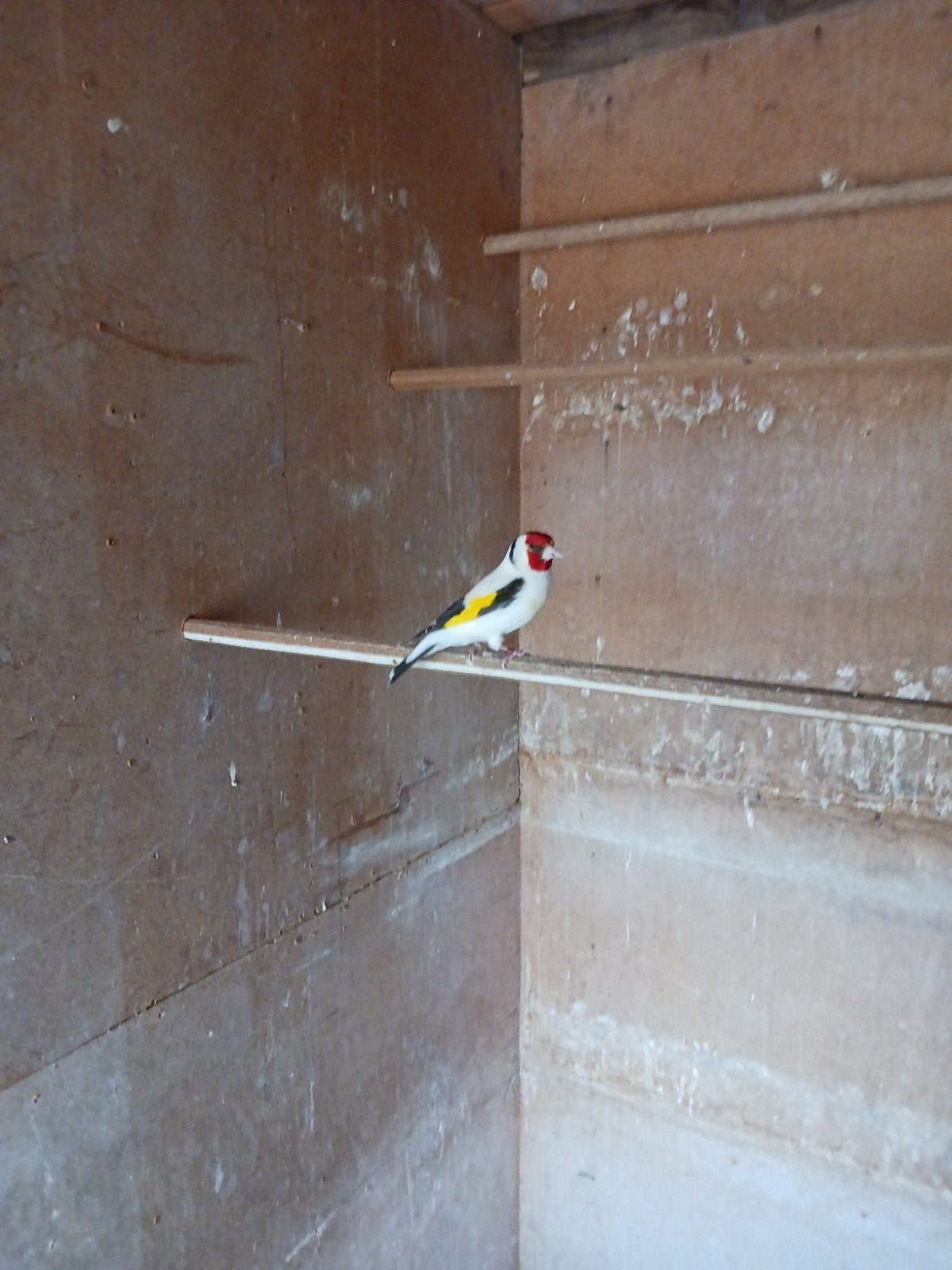 vogel/overige ,putters, Dieren en Toebehoren