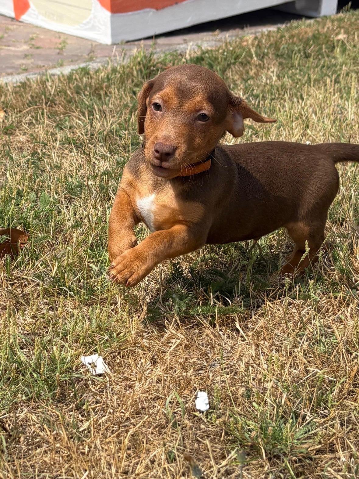 Jack russel pups mogen het nest verlaten, Parvo, Jack Russell Terriër, 8 tot 15 weken, Meerdere