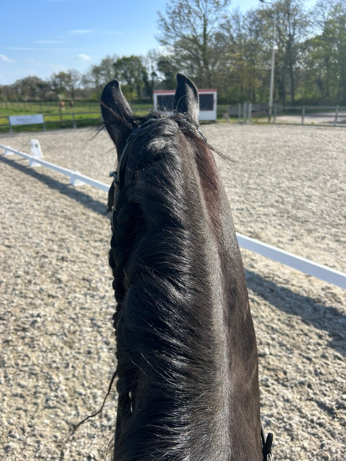 (Vakantie)stalhulp gezocht, Diensten en Vakmensen, Dieren | Paarden | Verzorging, Oppas en Les