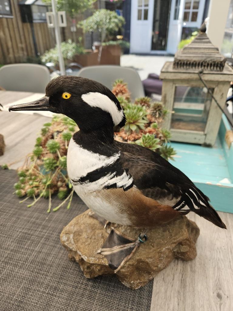Zeldzaam mooie opgezette kokarde zaagbek ( man ), Ophalen of Verzenden, Nieuw, Vogel, Opgezet dier