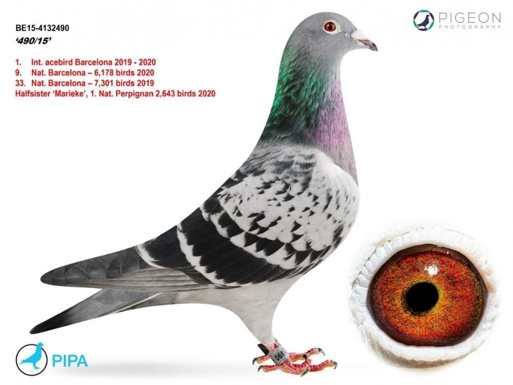 Dochter uit de beste Barcelonaduif Belgie 2019-2020, Dieren en Toebehoren, Vrouwelijk, Postduif