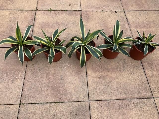 Agave te koop, Ophalen, Bloeit niet, Overige soorten, Volle zon