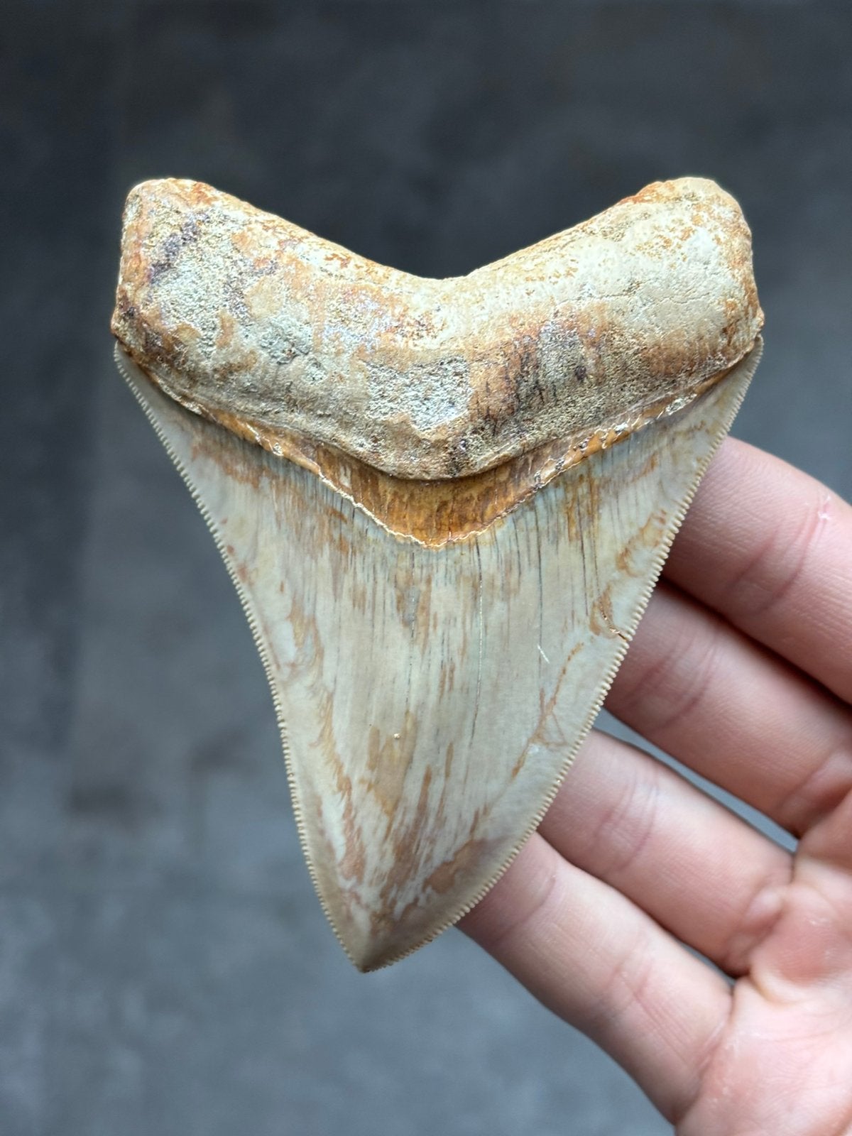 Megalodon haaientand Indonesië High Quality 10.82 centimeter, Ophalen of Verzenden, Fossiel