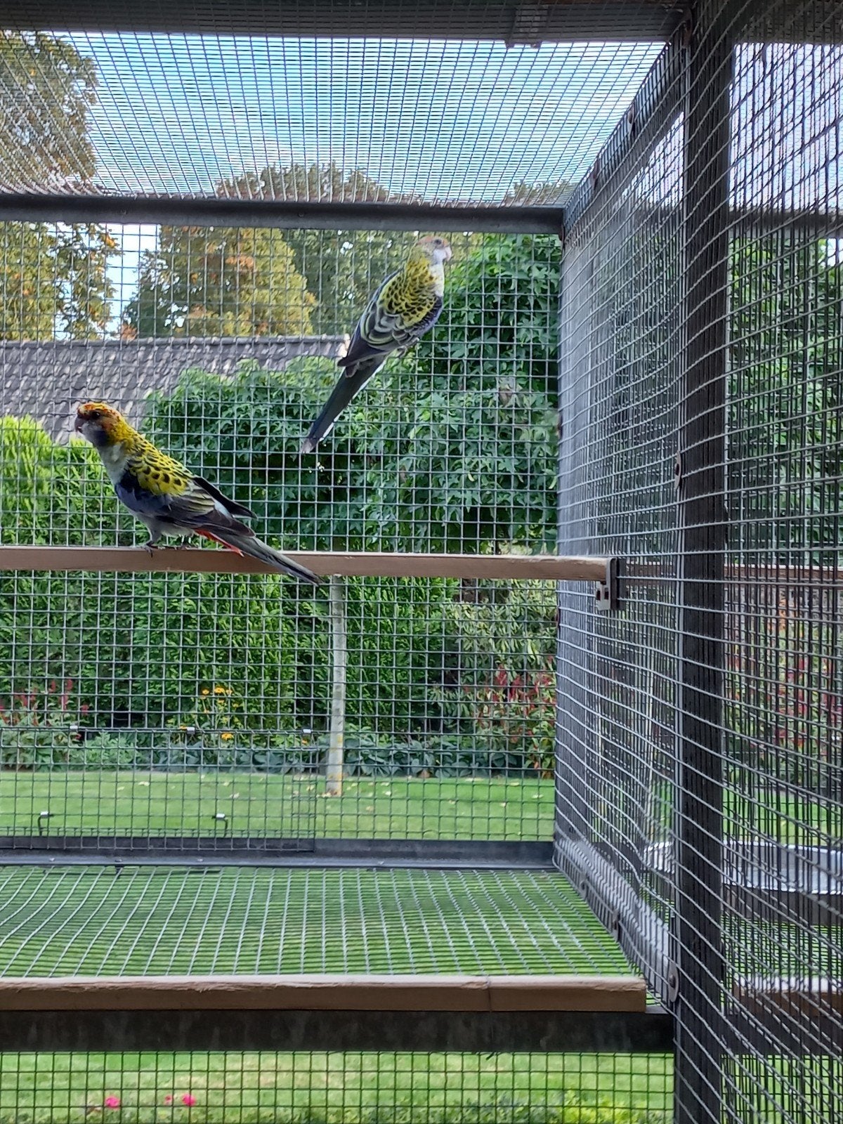 bleekkop rosella, Dieren en Toebehoren, Mannelijk, Parkiet, Geringd