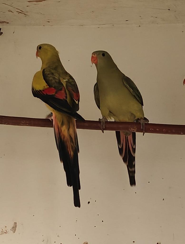 parkieten, Meerdere dieren, Parkiet, Geringd