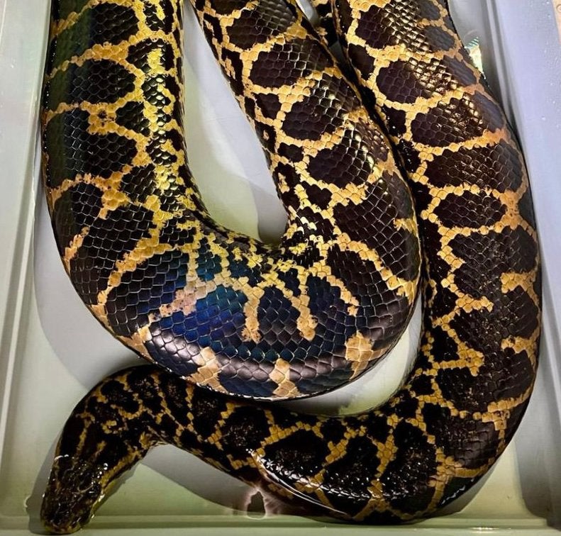 Gele anaconda (dwerg anaconda), Dieren en Toebehoren, Reptielen en Amfibieën, Slang, 0 tot 2 jaar
