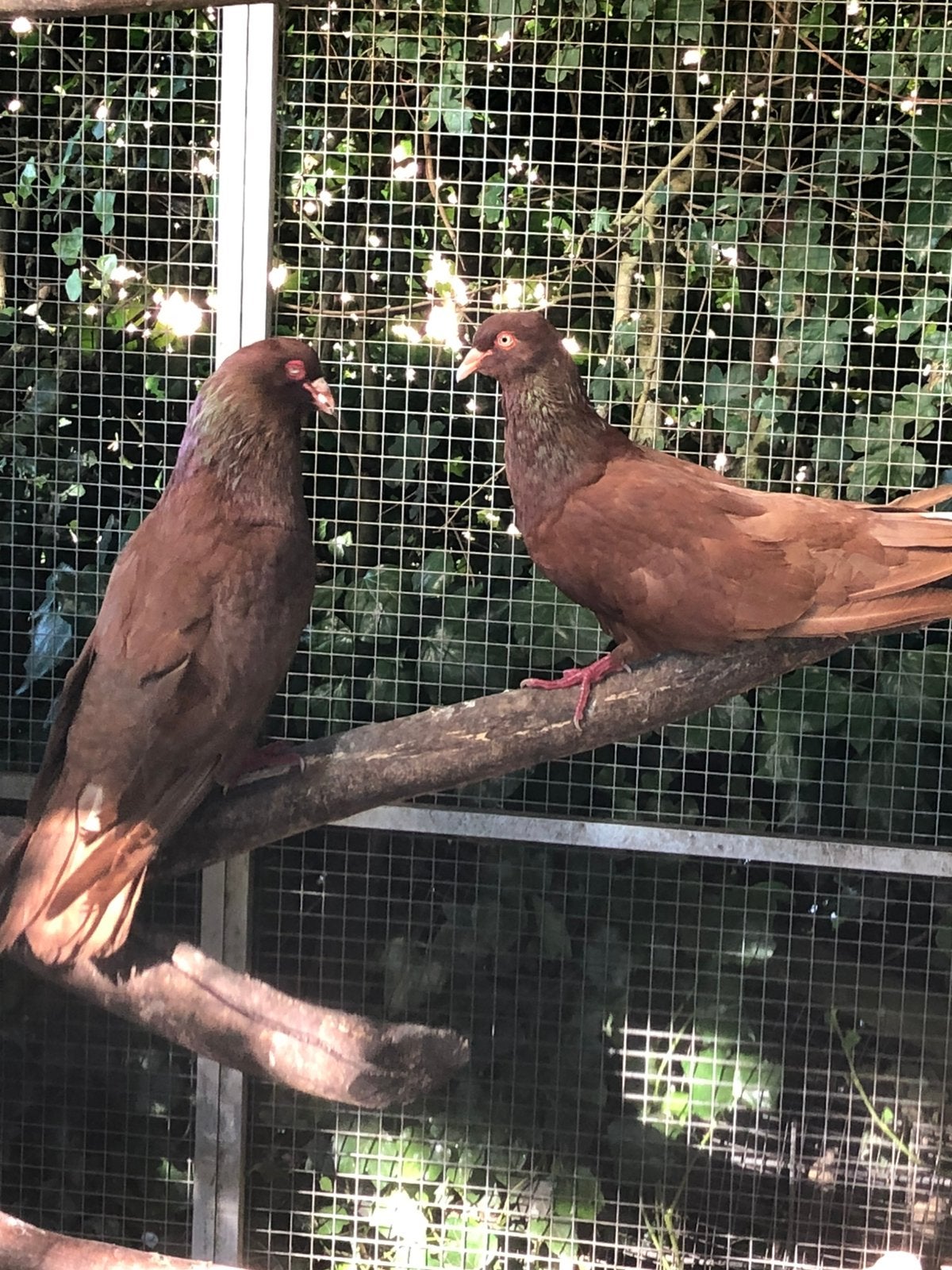 Romeinen 2 koppels en losse duif., Dieren en Toebehoren, Meerdere dieren, Overige soorten