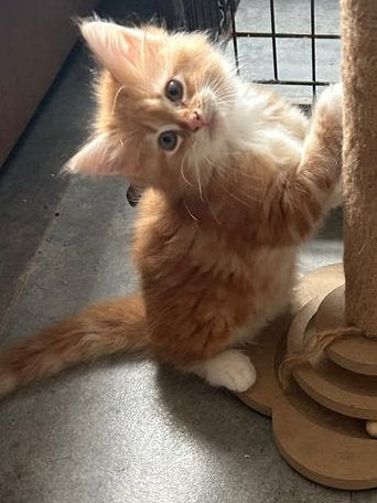 Maine Coon kittens XL mogen naar een nieuw huisje, Dieren en Toebehoren, Meerdere dieren, Ontwormd, 0 tot 2 jaar