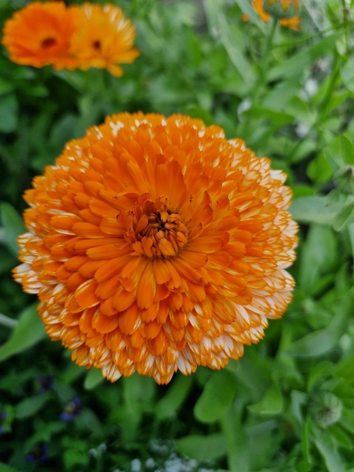 Grote Oranje Goudsbloem - Calendula, Ophalen of Verzenden, Volle zon