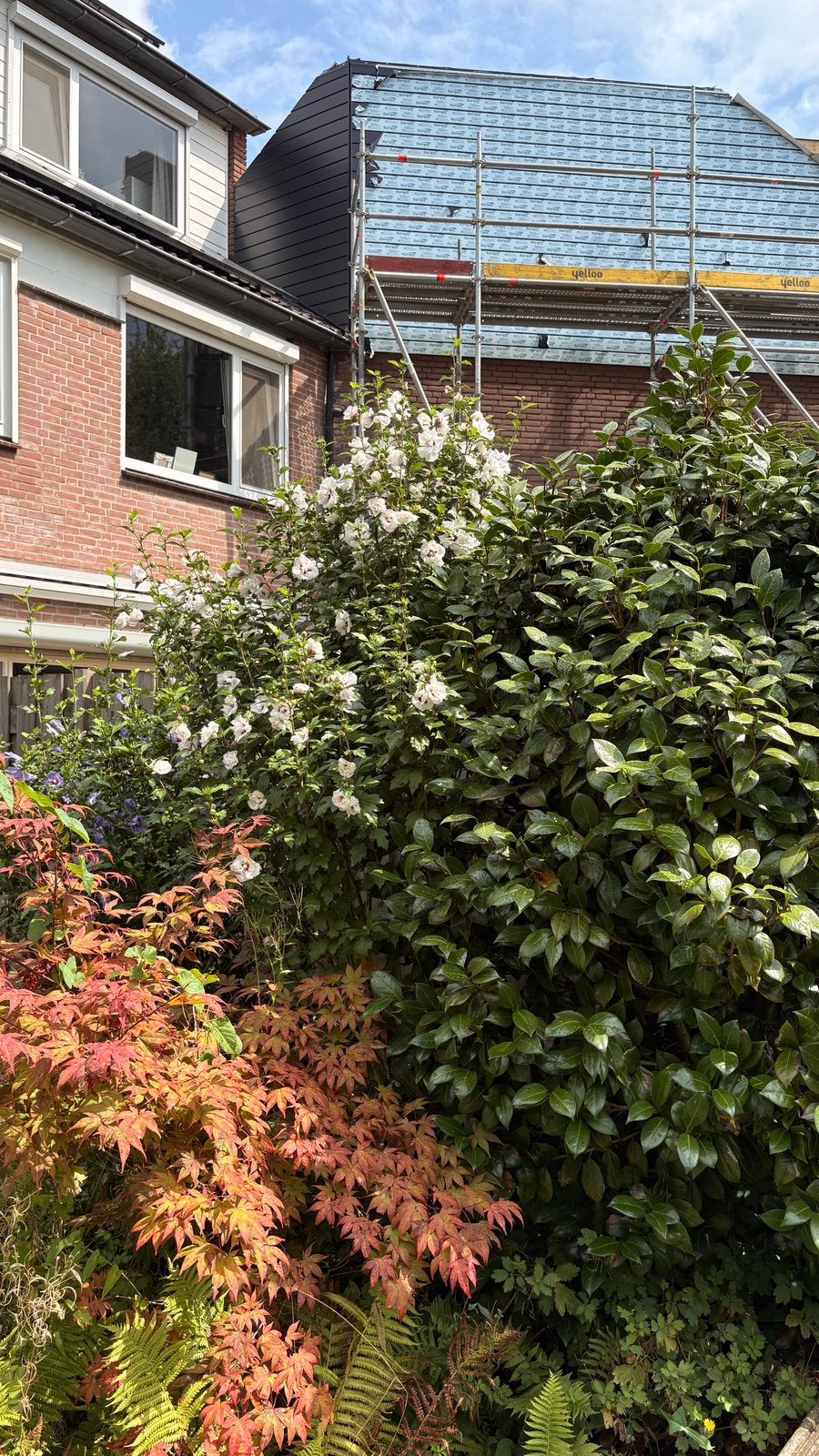 Gratis Diverse tuinplanten, Tuin en Terras, Planten | Bomen, Ophalen, Overige soorten