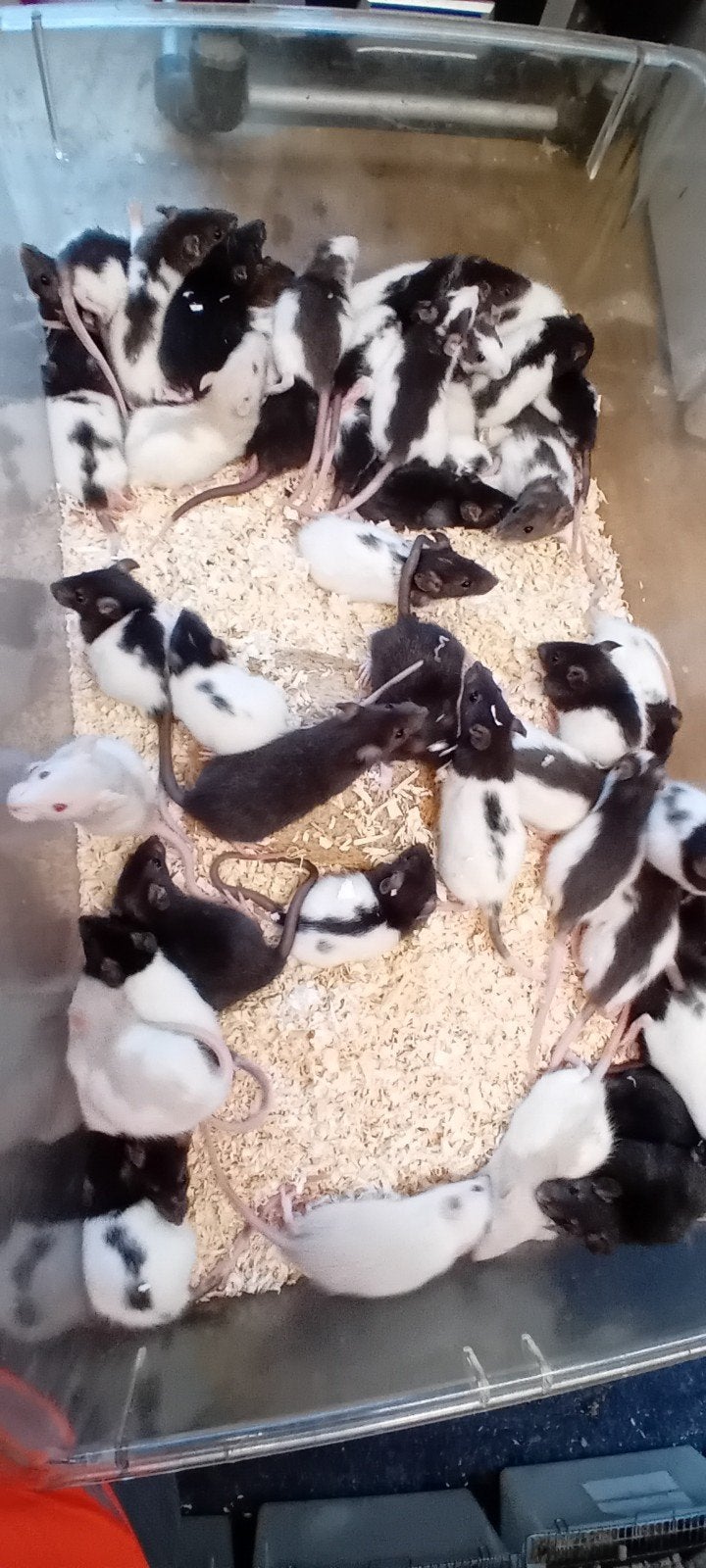 Muizen ratten, Ophalen