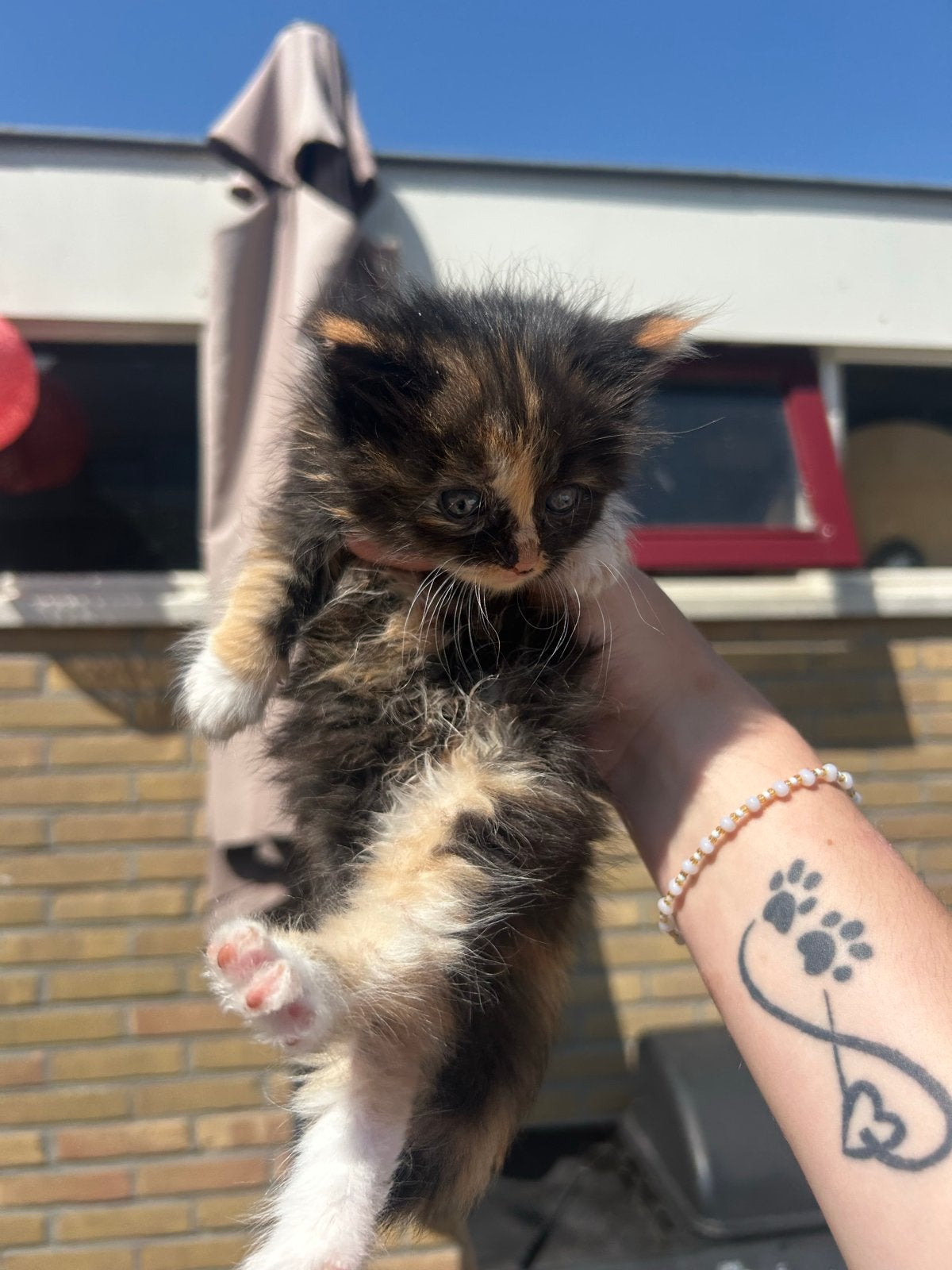 Mooie Mainecoon/europese korthaar kittens, Meerdere dieren