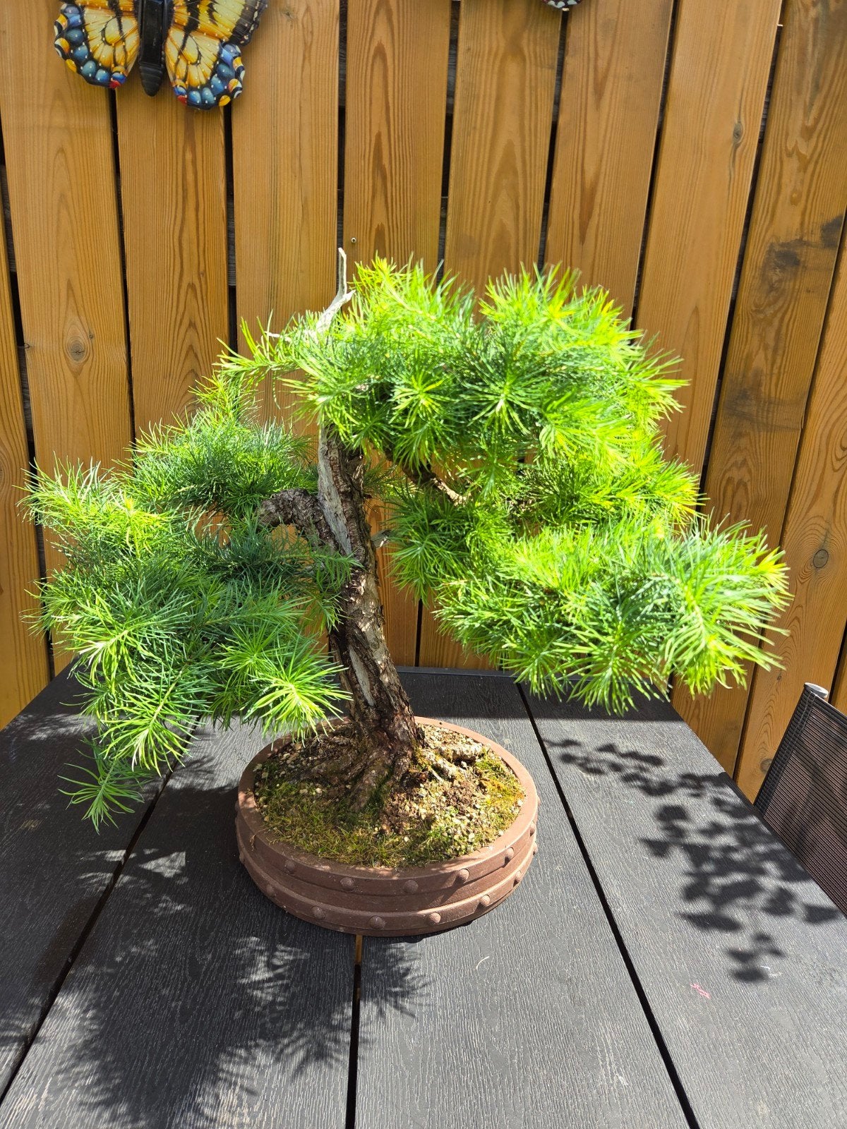 Lariks bonsai, In pot, Bloeit niet, Halfschaduw, Minder dan 100 cm