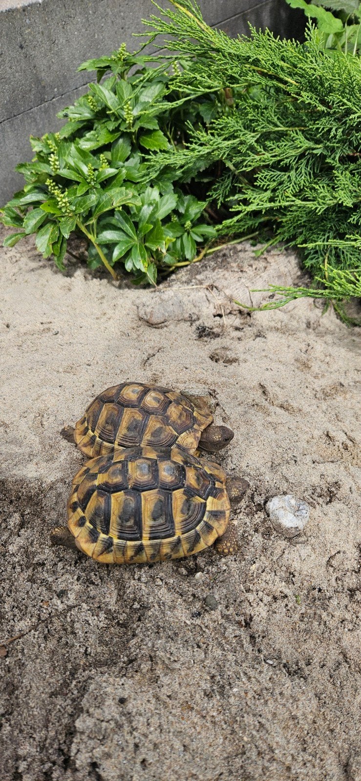 Prachtige gechipte vrouw landschildpad uit 2016 Tortoise photo 2