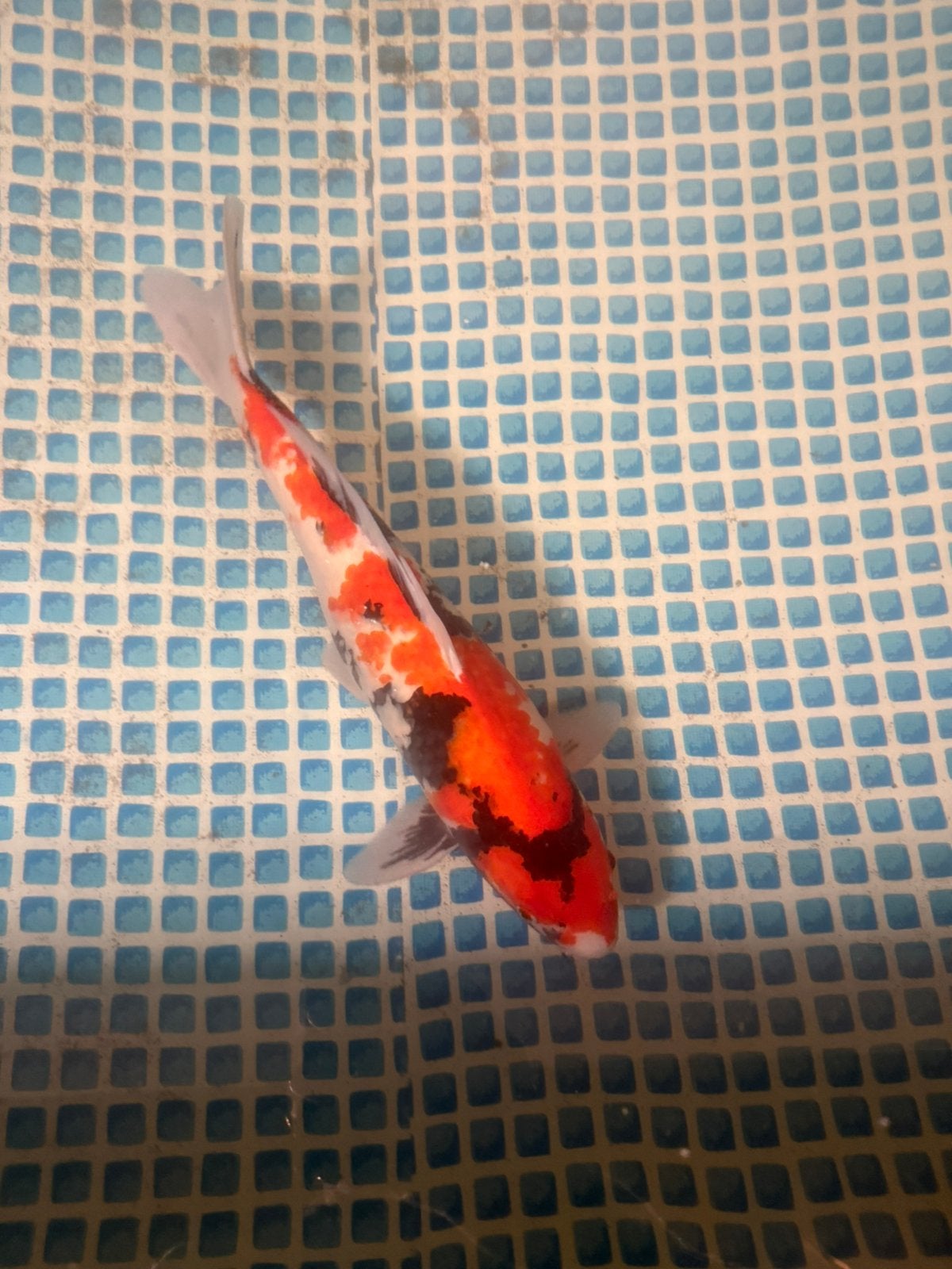 6 koi’s! Nu allemaal ophalen voor  €500,- !!!., Karper of Koi