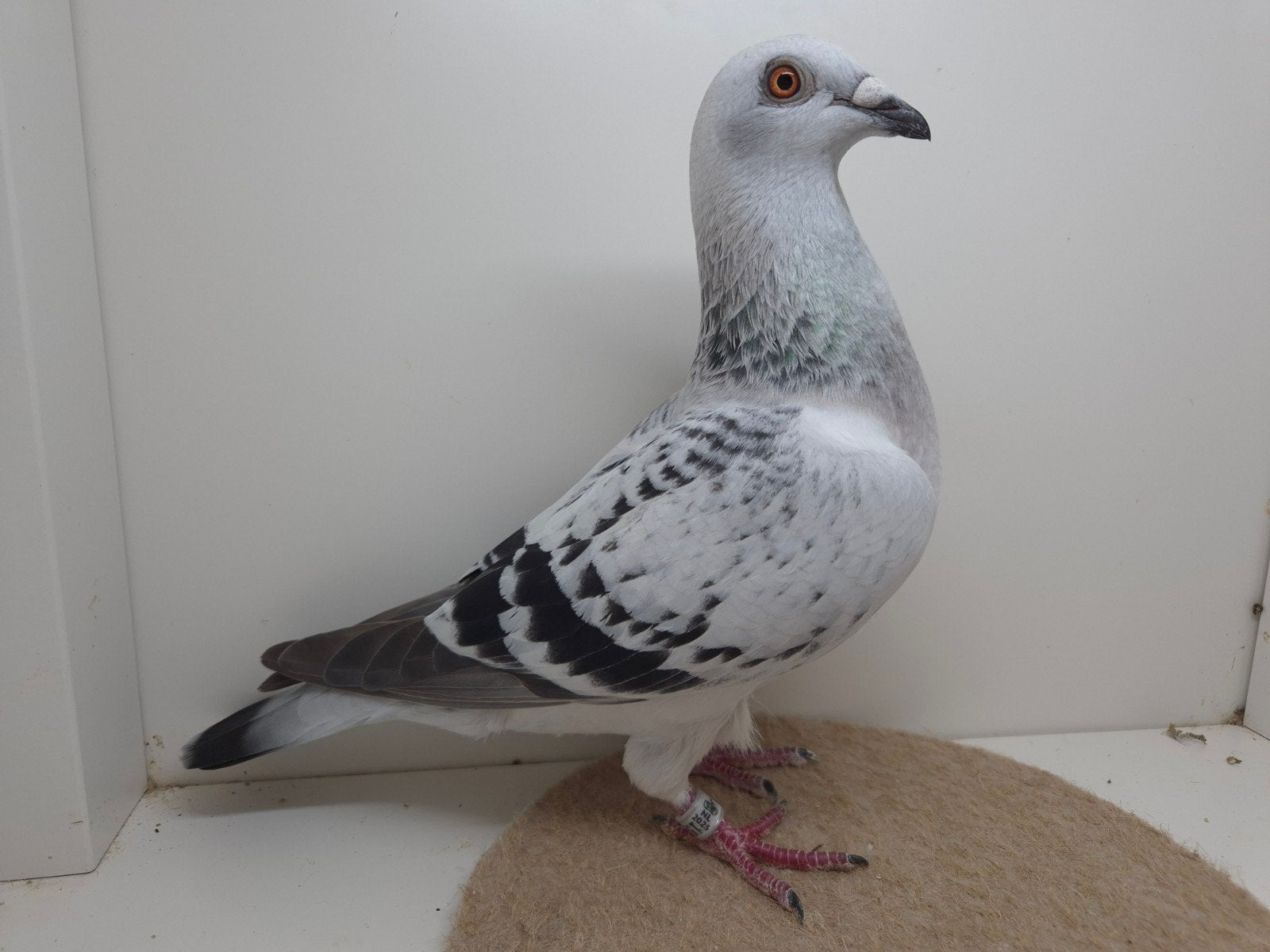 Kleurpostduif kleurpostduiven, Meerdere dieren, Postduif