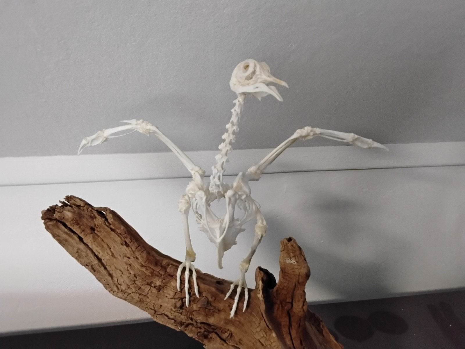Duiven skelet op hout - Uniek decoratiestuk, Ophalen, Vogel, Overige typen