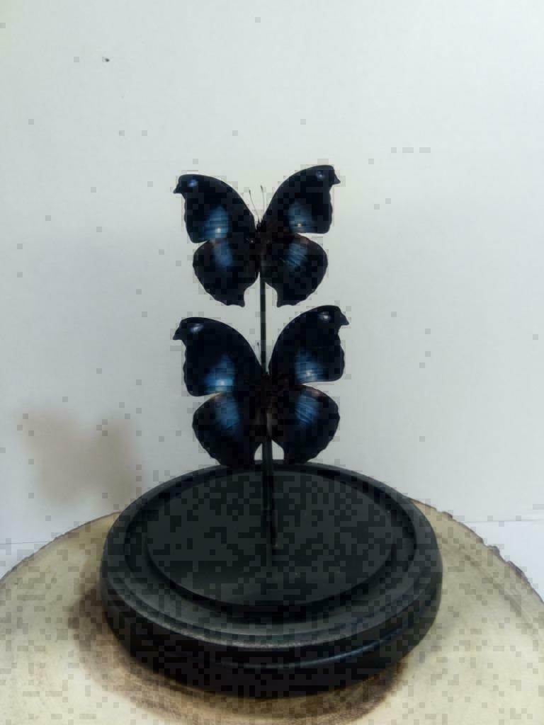 Vlinders in stolp, stolpen met vlinders - Western Deco, Verzamelen, Dierenverzamelingen, Ophalen of Verzenden, Nieuw, Insect, Opgezet dier