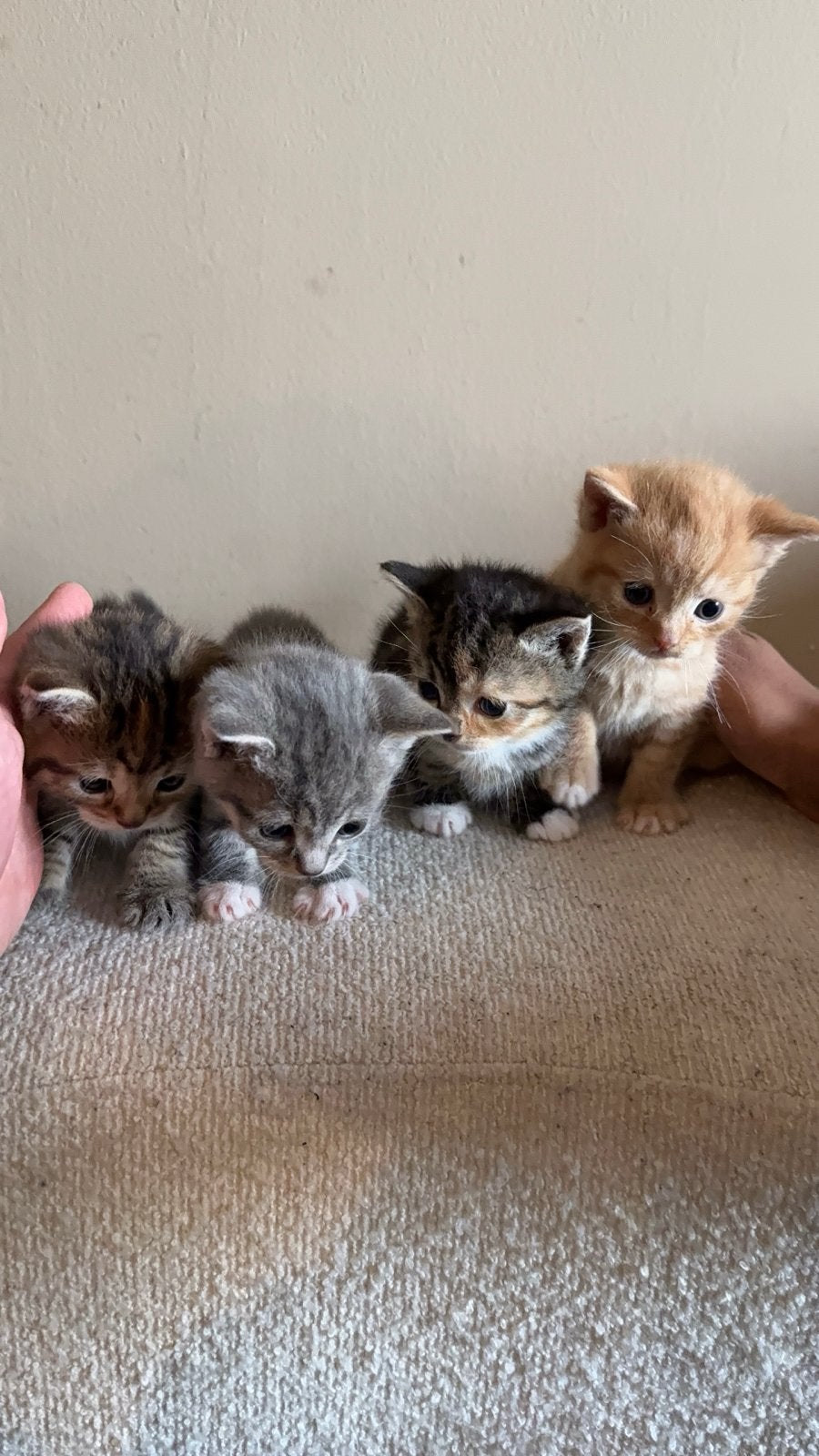 Kittens, Meerdere dieren, Kortharig, 0 tot 2 jaar