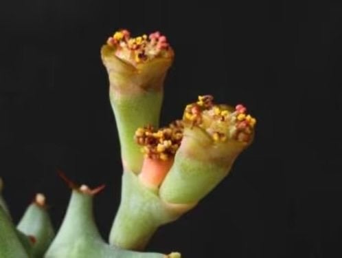 Caudex plant Zuid-Afrika Euphorbia Groenewaldii potmaat 27cm, Overige soorten, In pot, Minder dan 100 cm, Bloeiende kamerplant