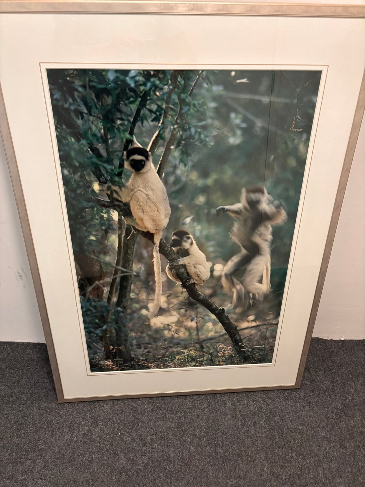 Foto met apen, Ophalen