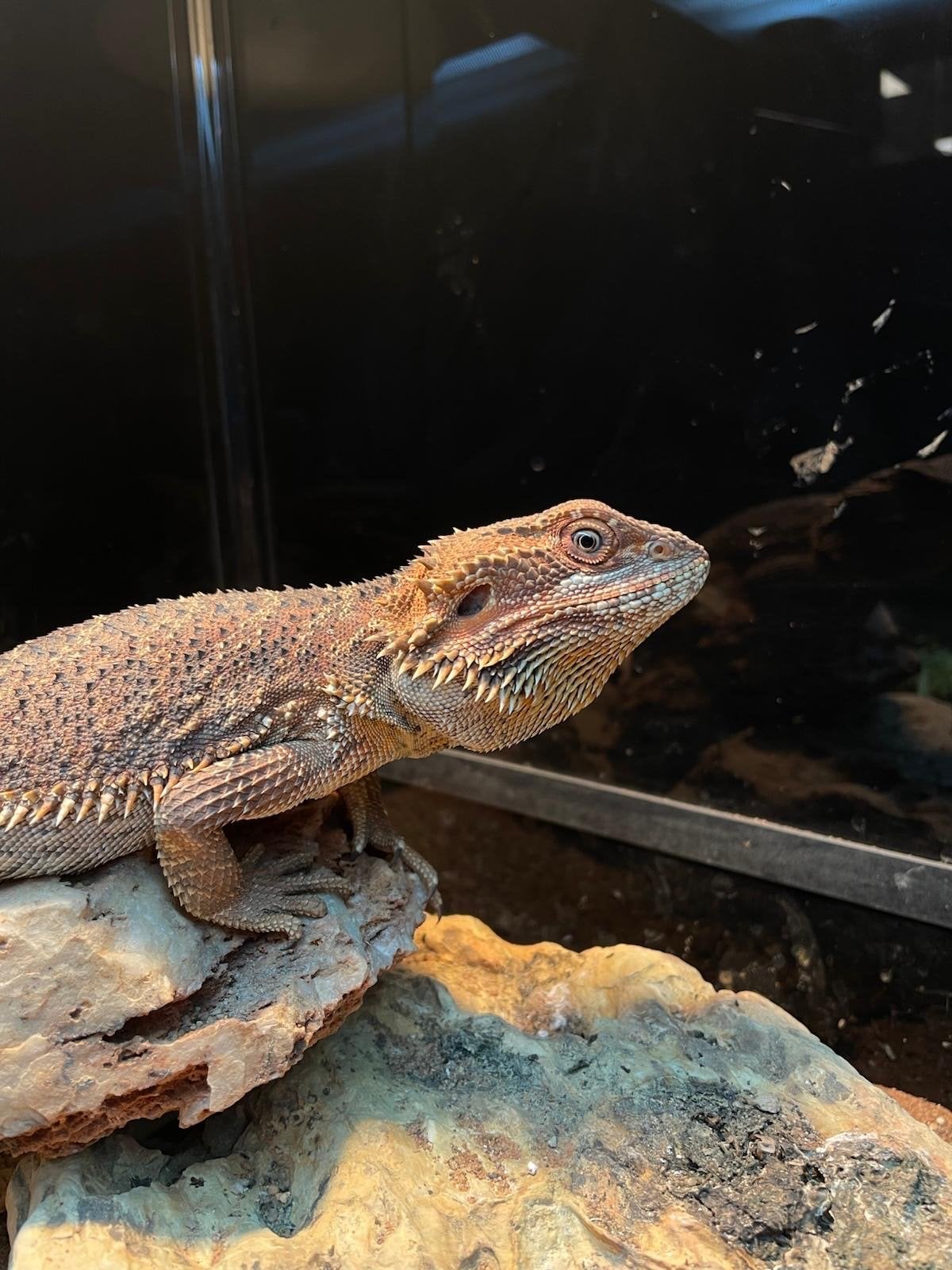 Baardagaam (Pogona vitticeps) Bearded Dragon - unknown for sale from Igor Hagedoorn