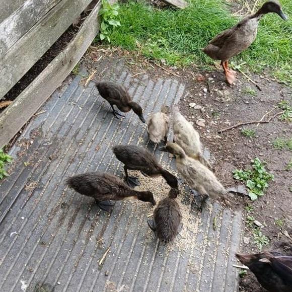 6 loop eendjes, Dieren en Toebehoren, Geslacht onbekend, Eend
