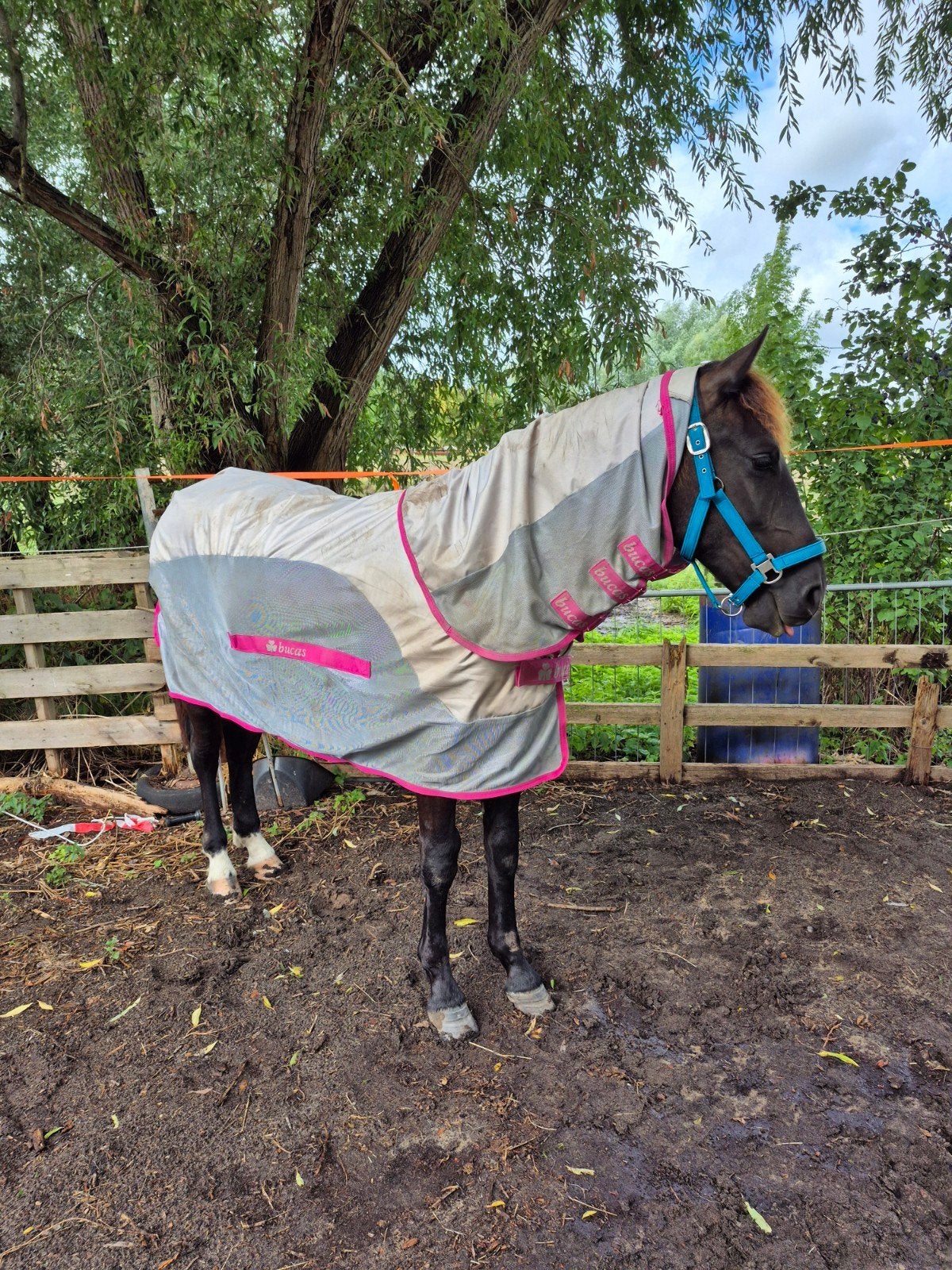 mooie bucas regen vliegen deken met losse hals, Ophalen of Verzenden