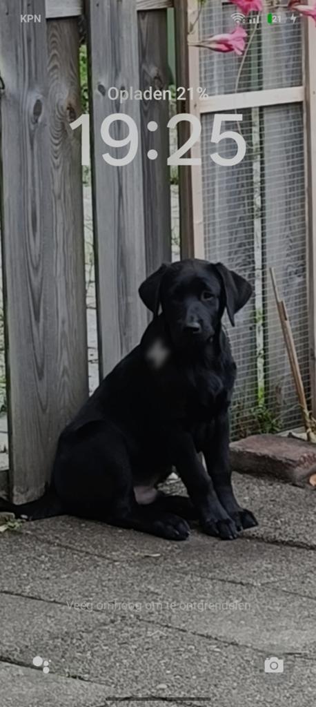 Goed huisje gezocht labrador 1 jaar, Reu, 1 tot 2 jaar, Labrador retriever, Eén hond