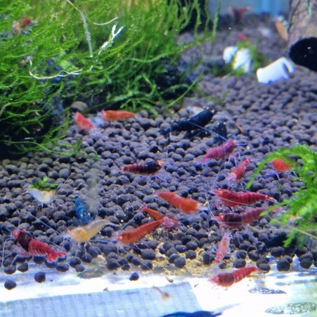 Foto 17 van Skittles caridina garnalen bezorging mix 10+5 gratis!