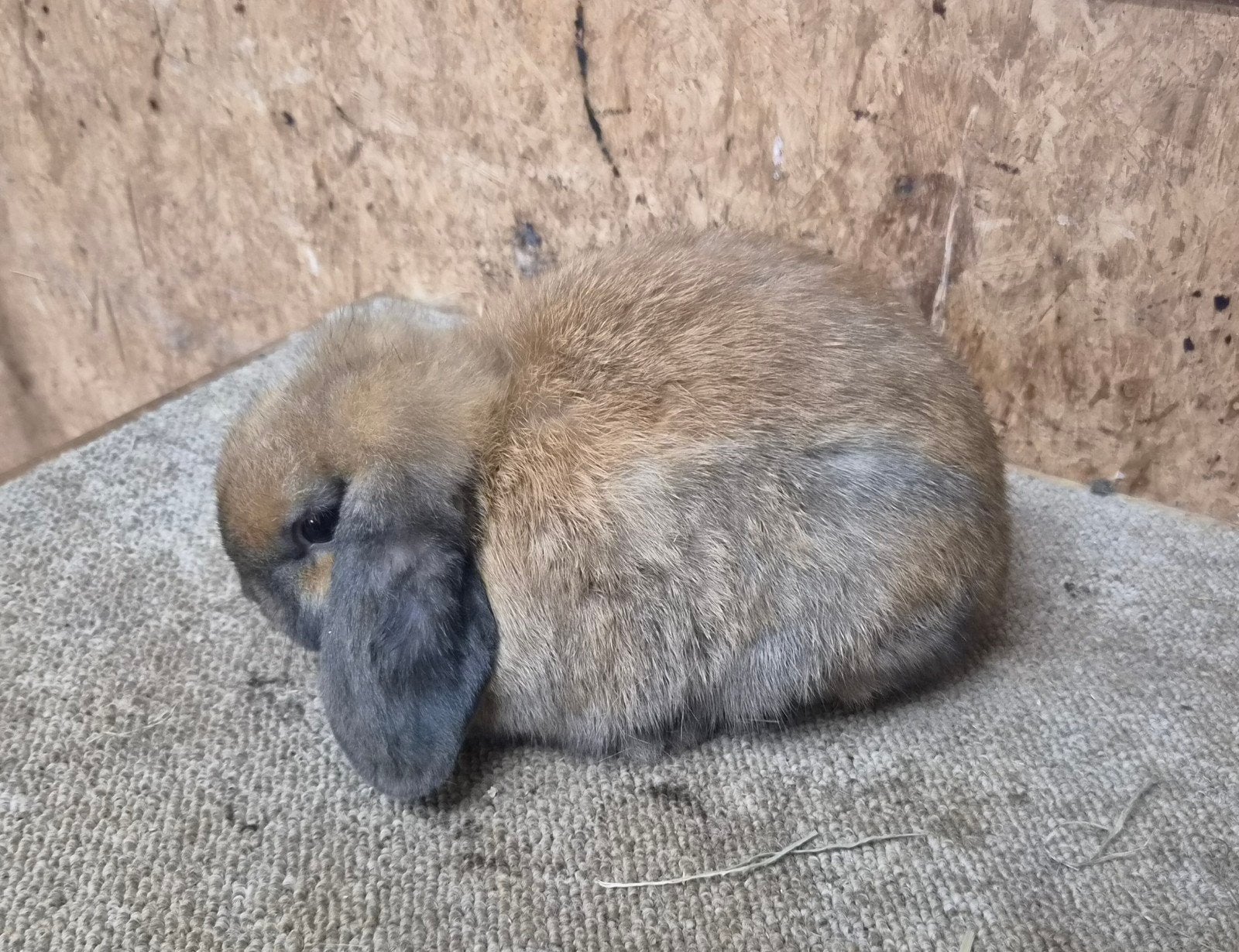 Nederlandse Hangoor Dwerg madagascar voedstertje, Dieren en Toebehoren, Vrouwelijk, Dwerg, Hangoor, 0 tot 2 jaar
