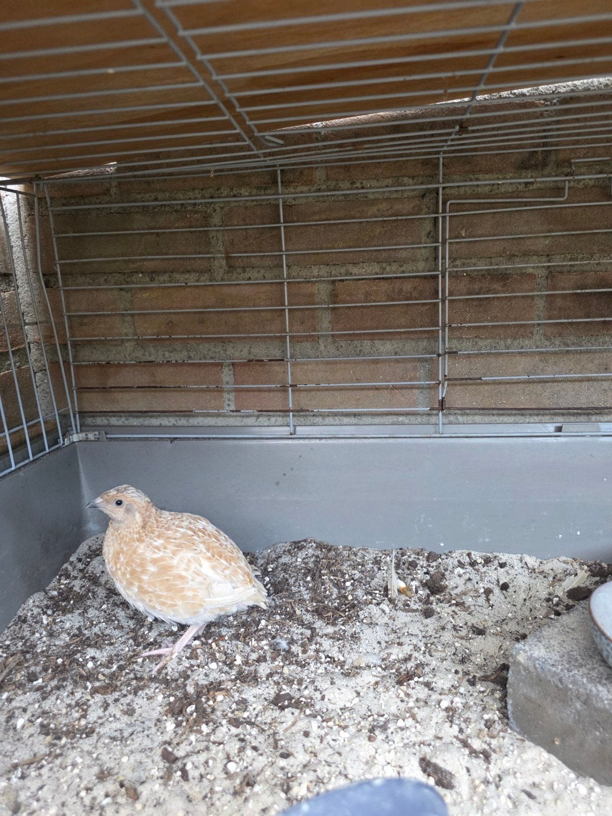 kwartel hen, Dieren en Toebehoren, Vrouwelijk