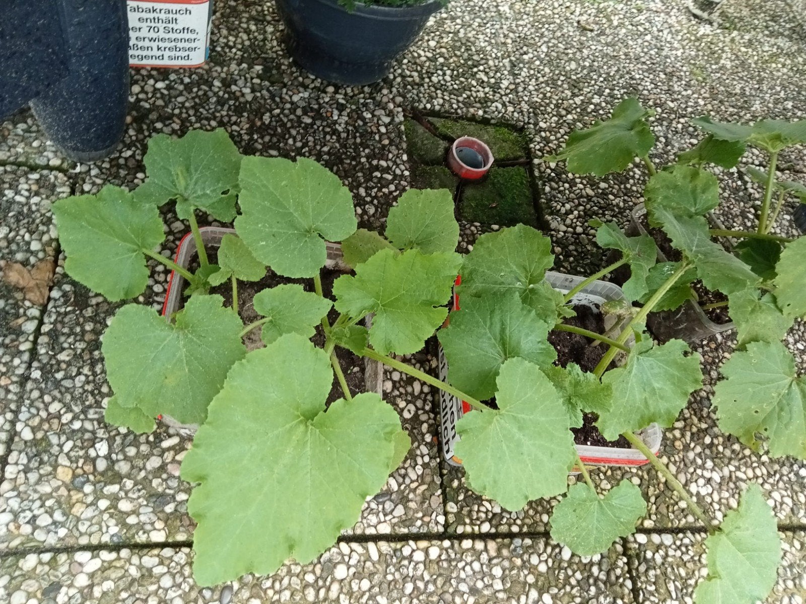 9 Grote courgette planten voor een rijke oogst, Ophalen of Verzenden