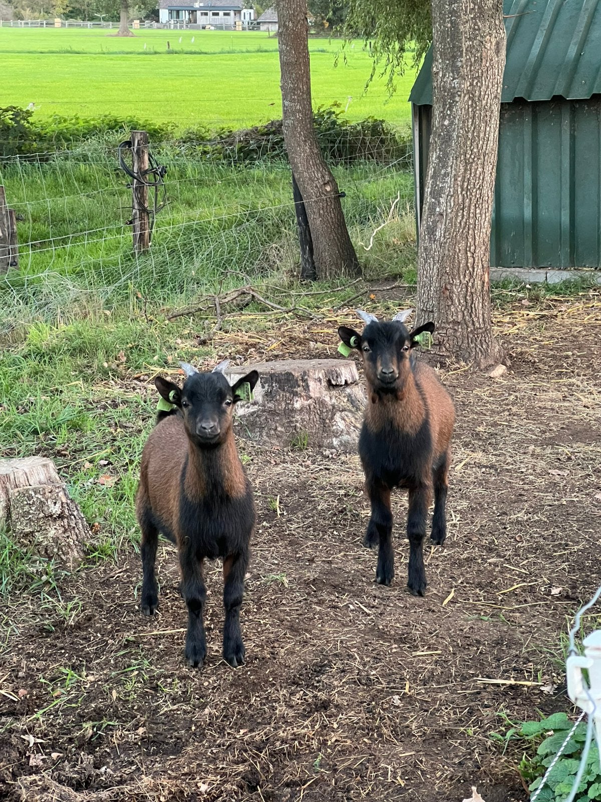 2 geitenbokjes te koop, Dieren en Toebehoren, Mannelijk, Geit