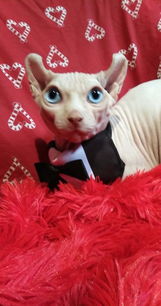 Sphynx, Kater, Met stamboom, 0 tot 2 jaar