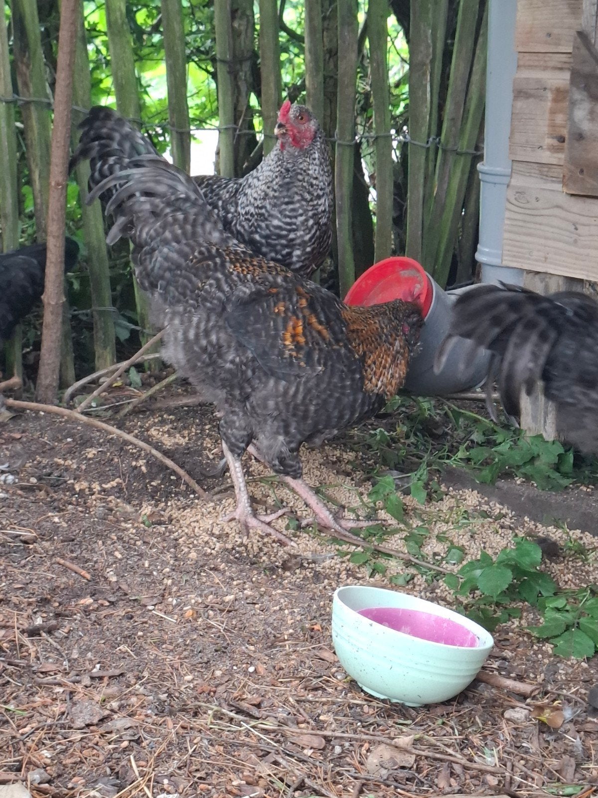 3 lieve hanen, Mannelijk, Kip