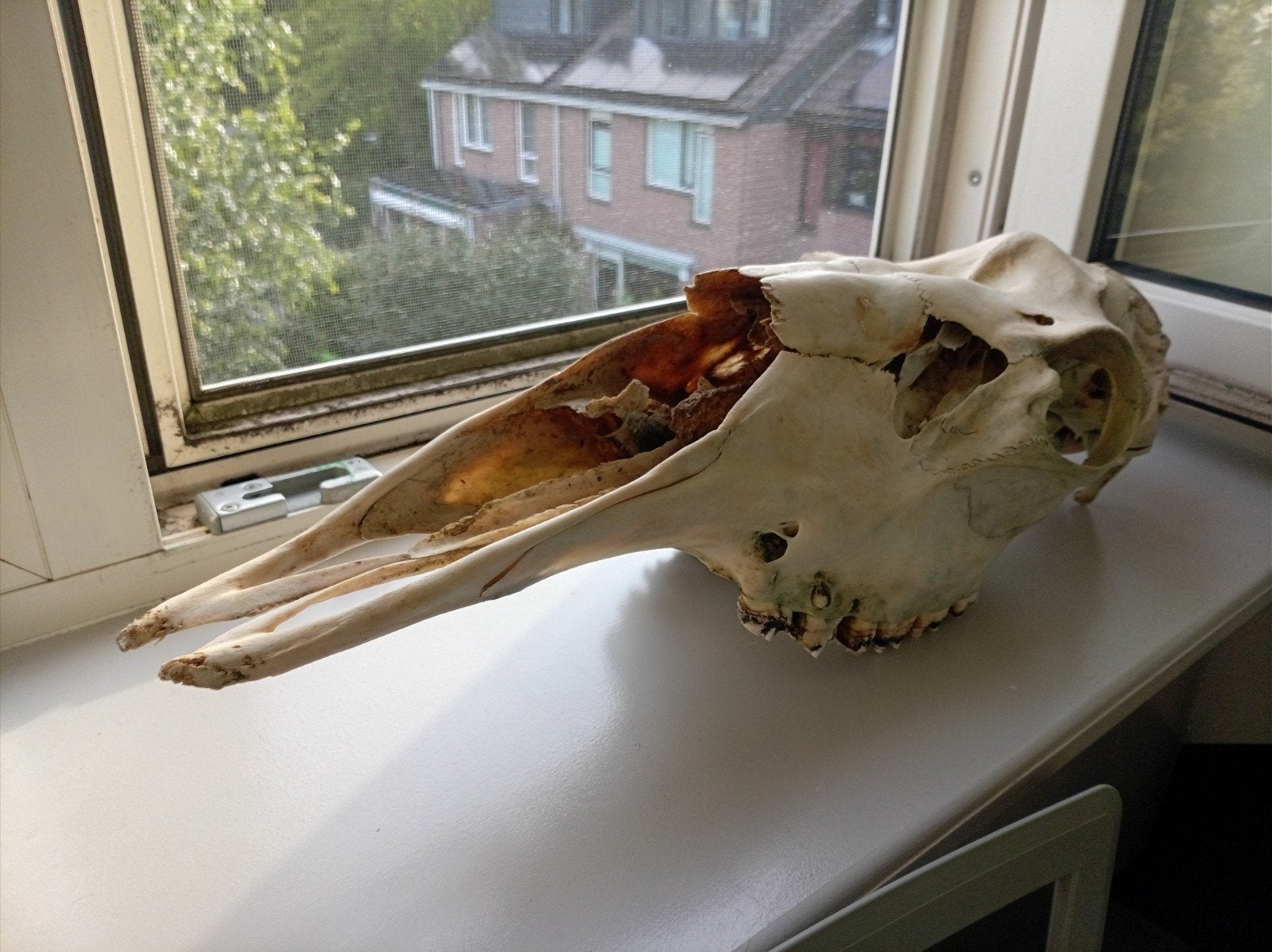 Eland schedel uit Noorwegen, Verzamelen, Ophalen of Verzenden, Gebruikt, Wild dier, Schedel