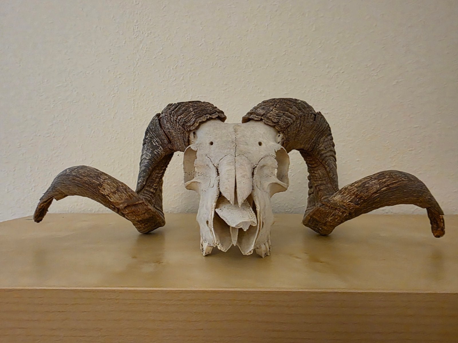 Indrukwekkende ram schedel van een Drentse Heideschaap, Ophalen, Gebruikt