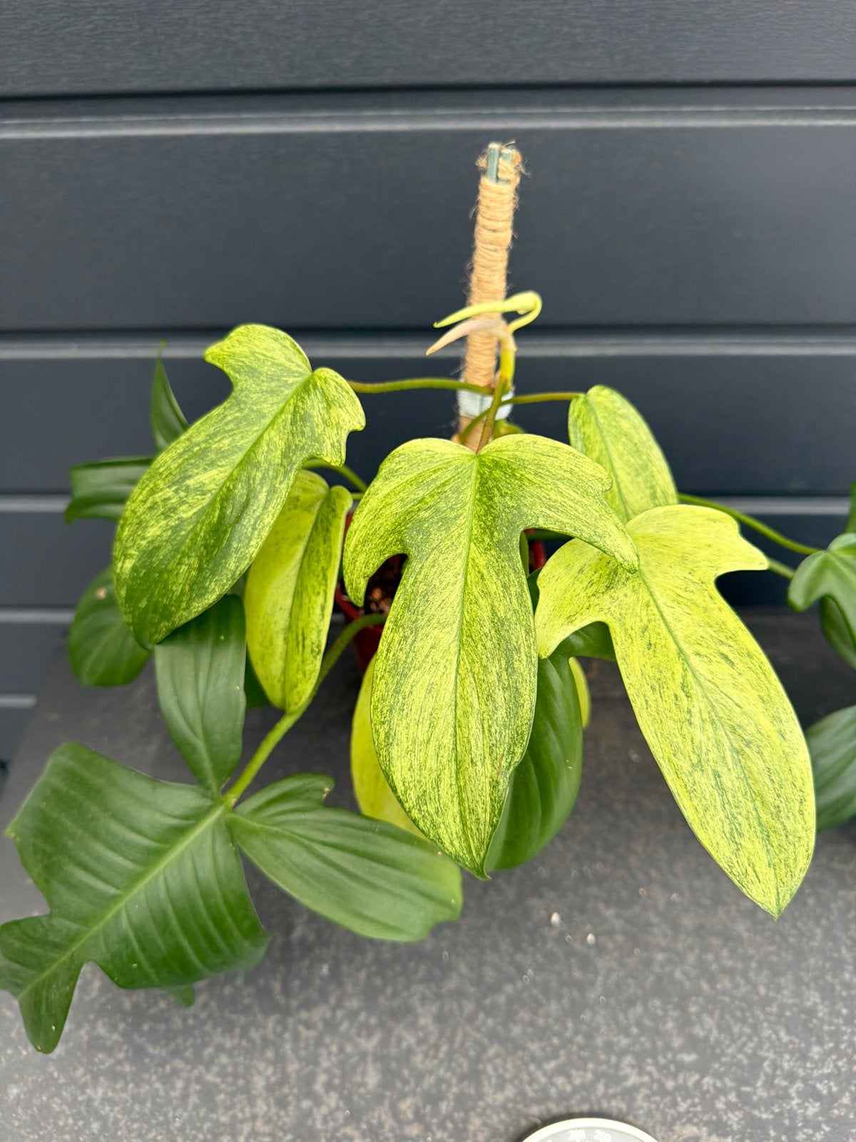 Philodendron Florida Ghost, Huis en Inrichting, Kamerplanten, Ophalen, Halfschaduw, Minder dan 100 cm