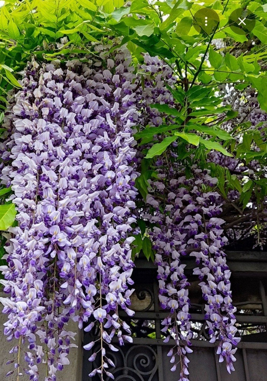 Wisteria planten - Blauwe regen, Ophalen, Volle zon, Vaste plant, Klimplanten