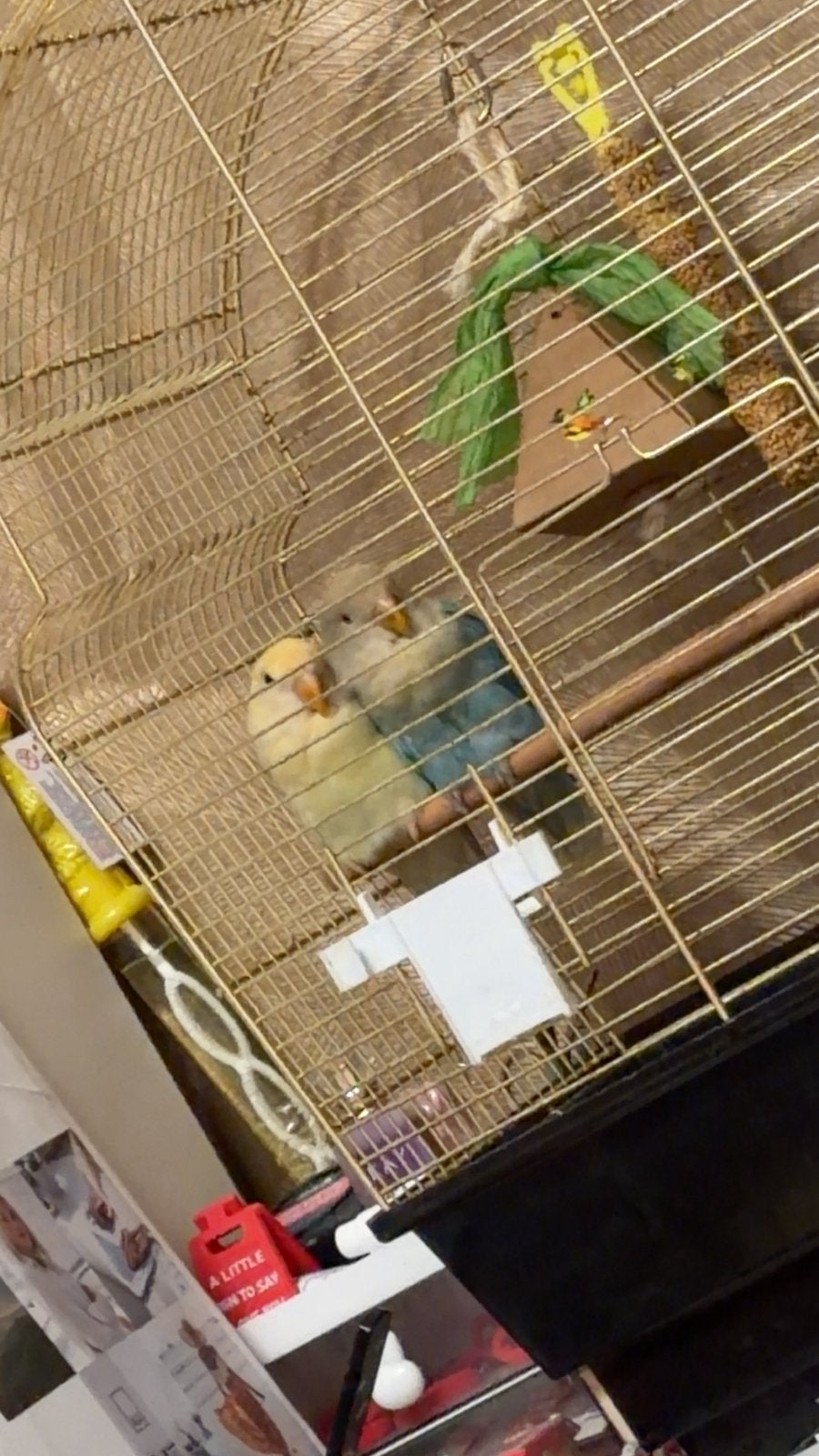 Love birds, Dieren en Toebehoren, Vogels | Parkieten en Papegaaien, Geslacht onbekend, Dwergpapegaai of Agapornis, Tam