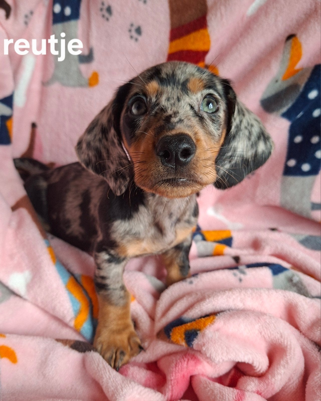 Prachtige & Sociale Dwergteckel Pups, Dapple & Black /tan, Dieren en Toebehoren, 8 tot 15 weken, Korthaar, Dwerg, CDV (hondenziekte)