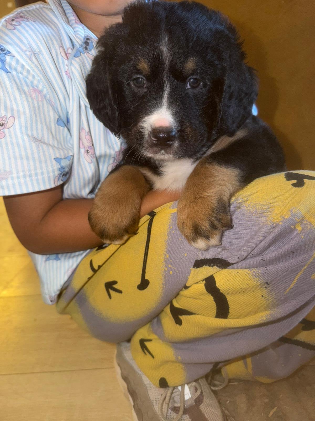 Berner sennen kruizing pups., Standaard, Langhaar, Meerdere, Meerdere dieren