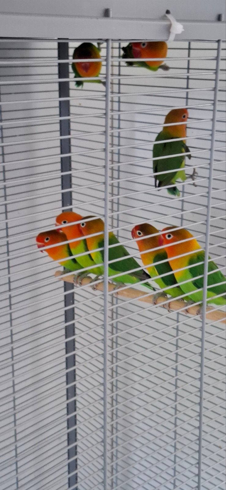 Dwergpapagaaien of agapornissen., Dieren en Toebehoren, Geslacht onbekend, Dwergpapegaai of Agapornis