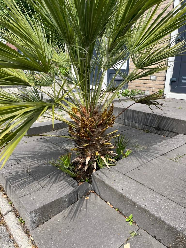 2 prachtige palmbomen te koop!, Tuin en Terras, Planten | Bomen, Volle zon, Ophalen of Verzenden, 100 tot 250 cm, Zomer